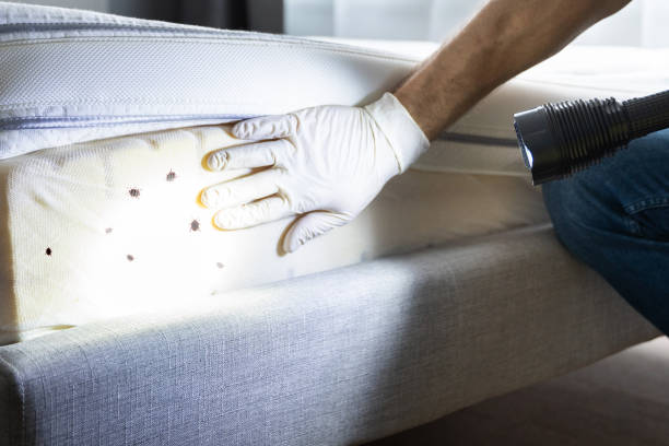 Best Pest Control Near Me in Hampton, IL