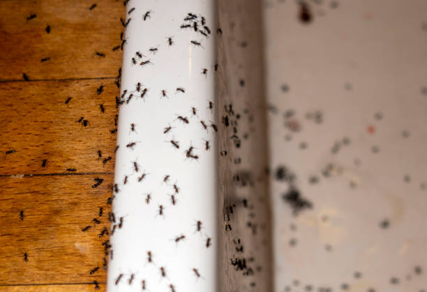 Best Affordable Pest Control Services  in Hampton, IL