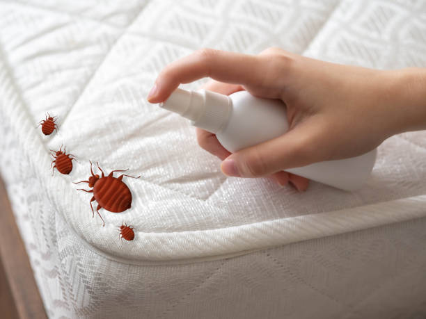 Best Flea Control Services  in Hampton, IL